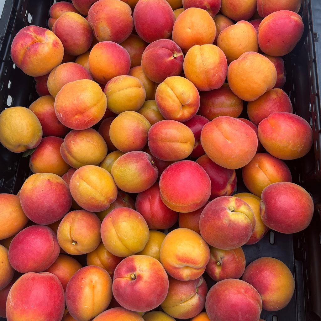 Organic Apricots (3 lb. Clamshell)