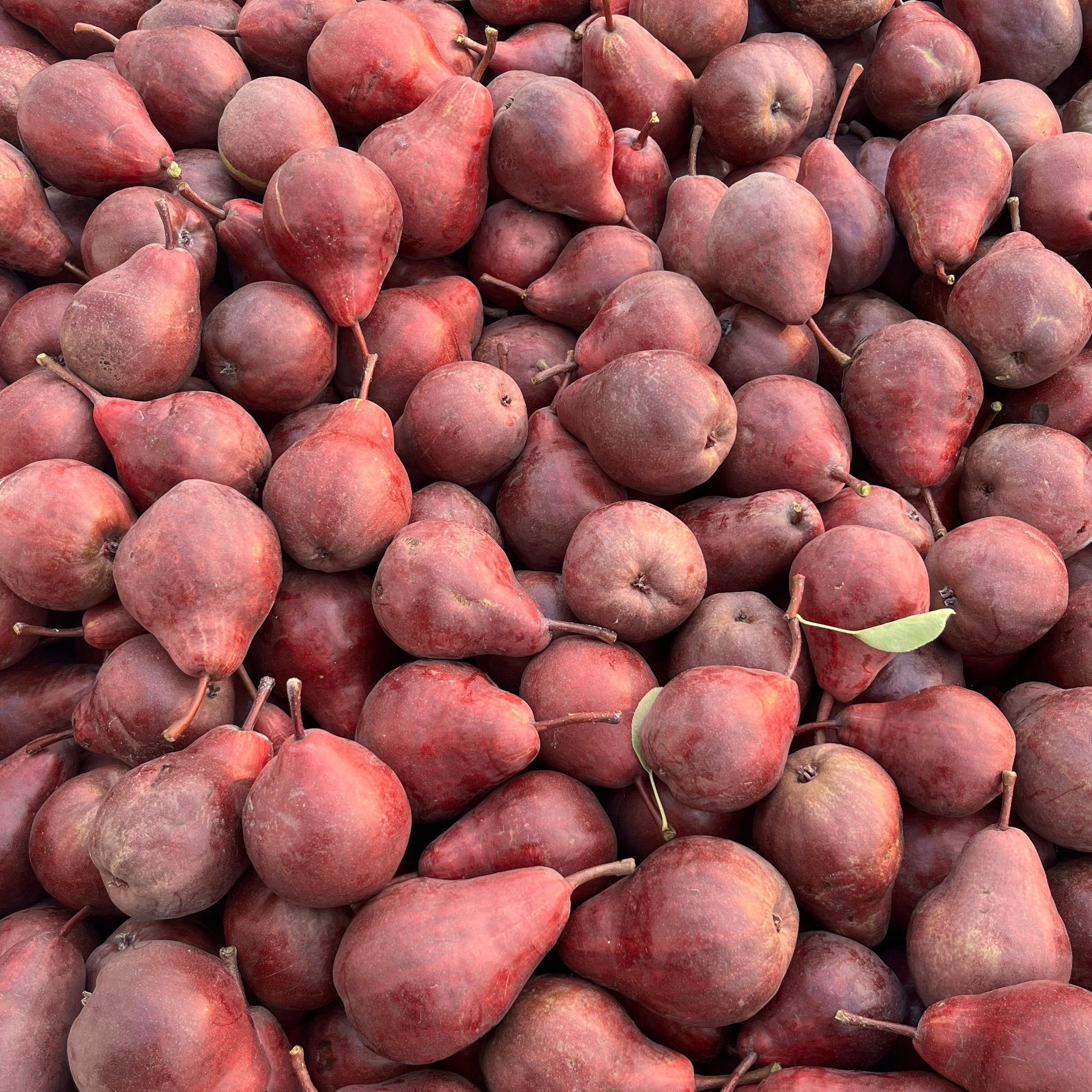 Organic Green & Red Bartlett Pears Mix (10 lb. Box)