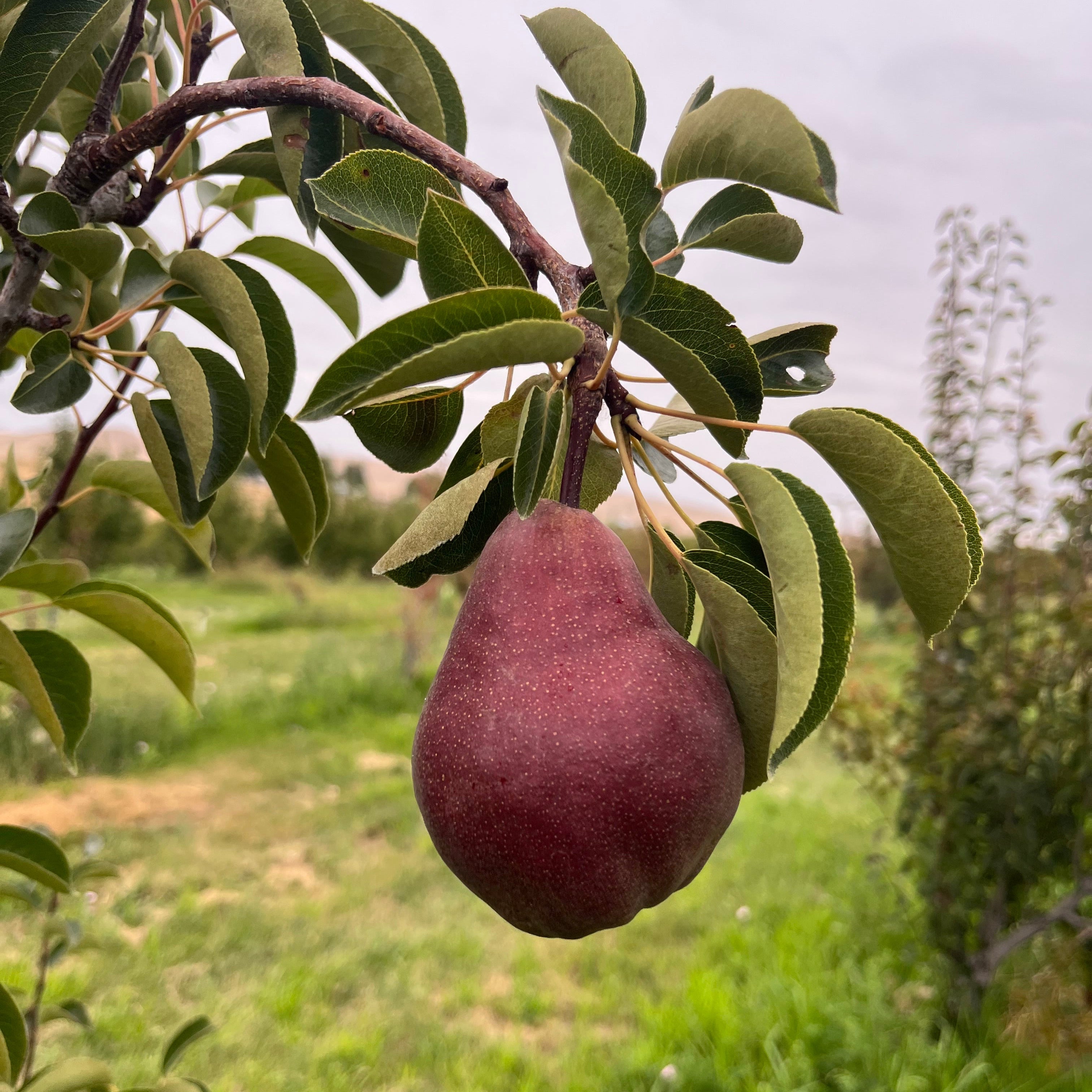 Organic Green & Red Bartlett Pears Mix (10 lb. Box)