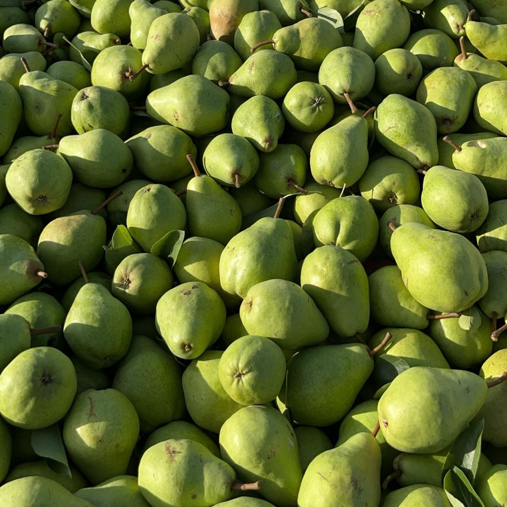 Organic Green Bartlett Pears (10 lb. Box)