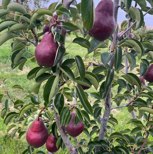 Organic Green & Red Bartlett Pears Mix (10 lb. Box)