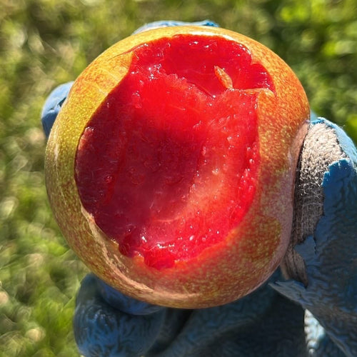 Coming Soon: Organic Pluots (3 lb. Clamshell)