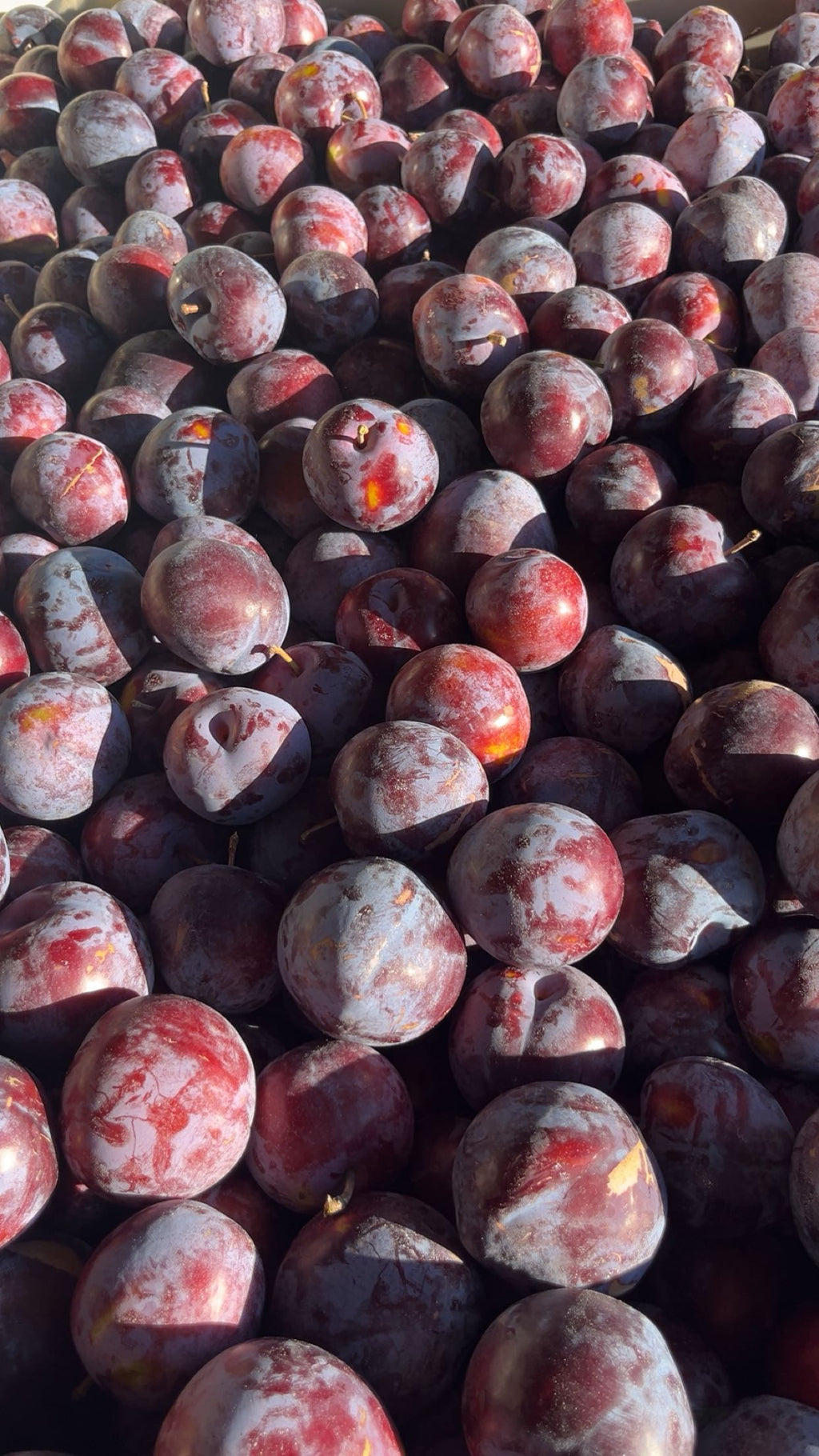 Coming Soon: Organic Plums (3 lb. Clamshell)