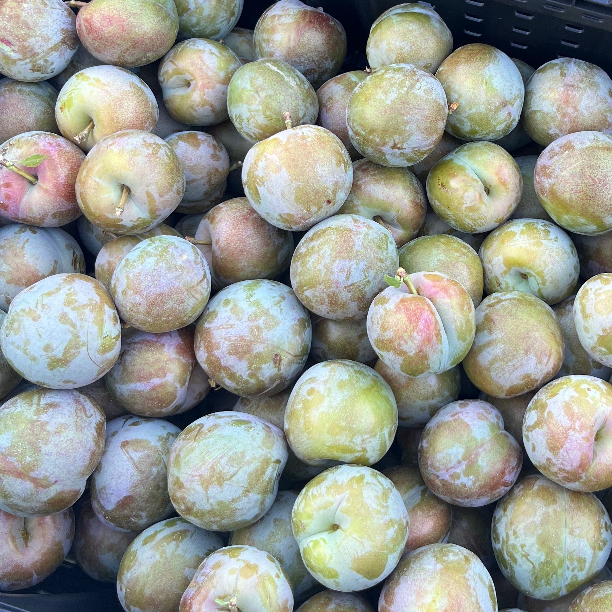 Coming Soon: Organic Pluots (3 lb. Clamshell)