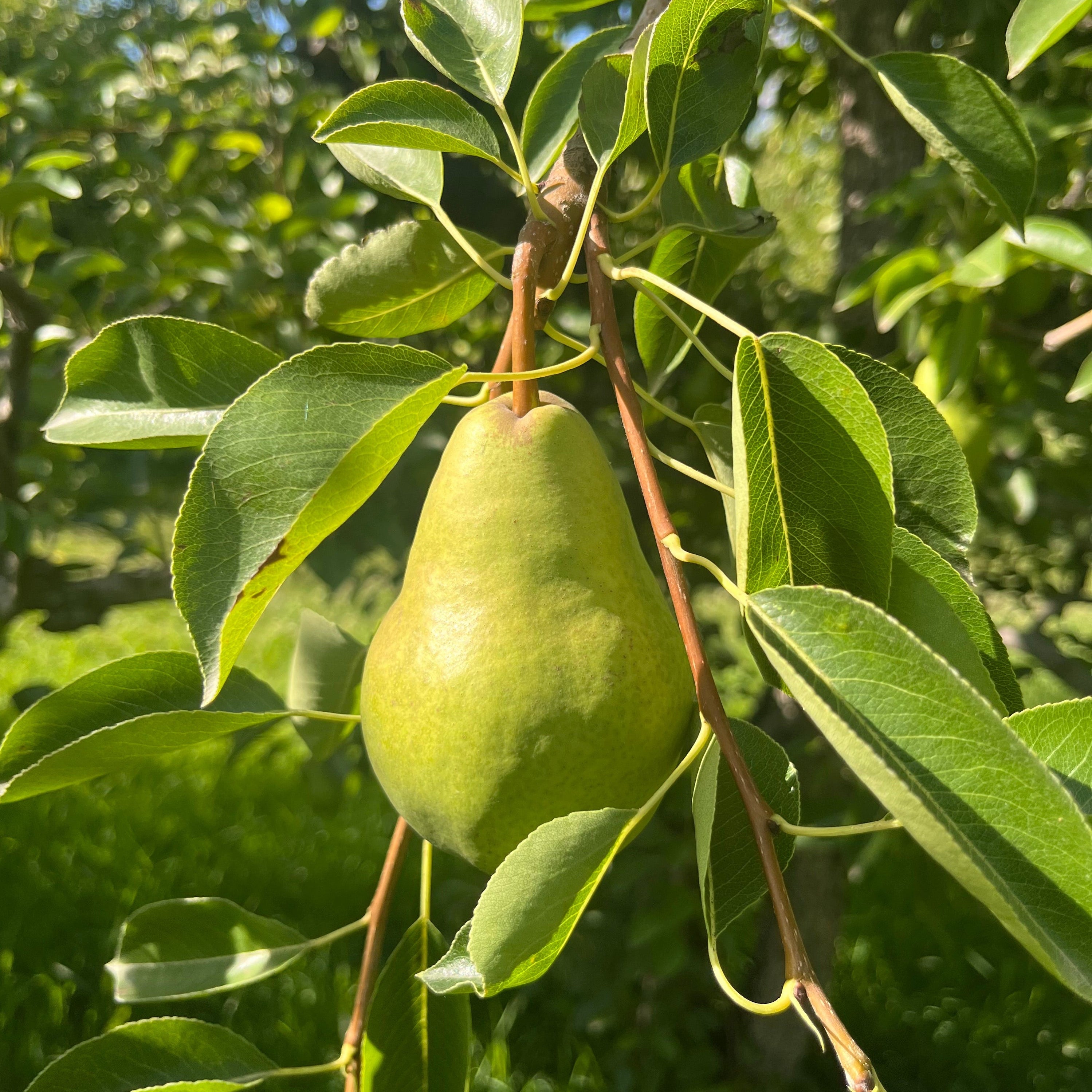 Organic Green Bartlett Pears (10 lb. Box)