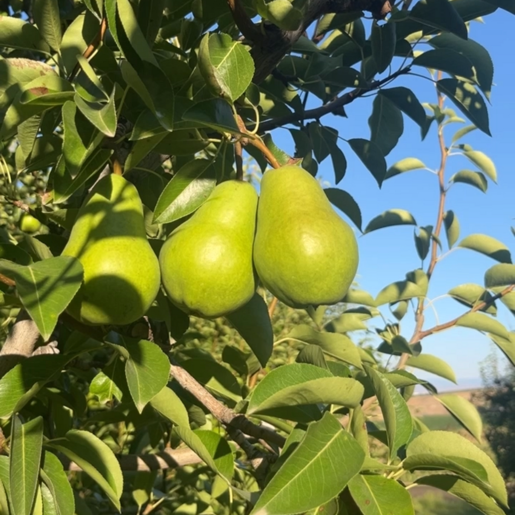 Organic Green & Red Bartlett Pears Mix (10 lb. Box)