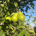 Organic Green Bartlett Pears (10 lb. Box)