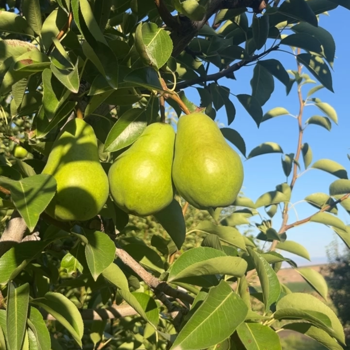 Organic Green Bartlett Pears (10 lb. Box)
