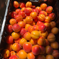 Organic Apricots (3 lb. Clamshell) Sold Out for 2026