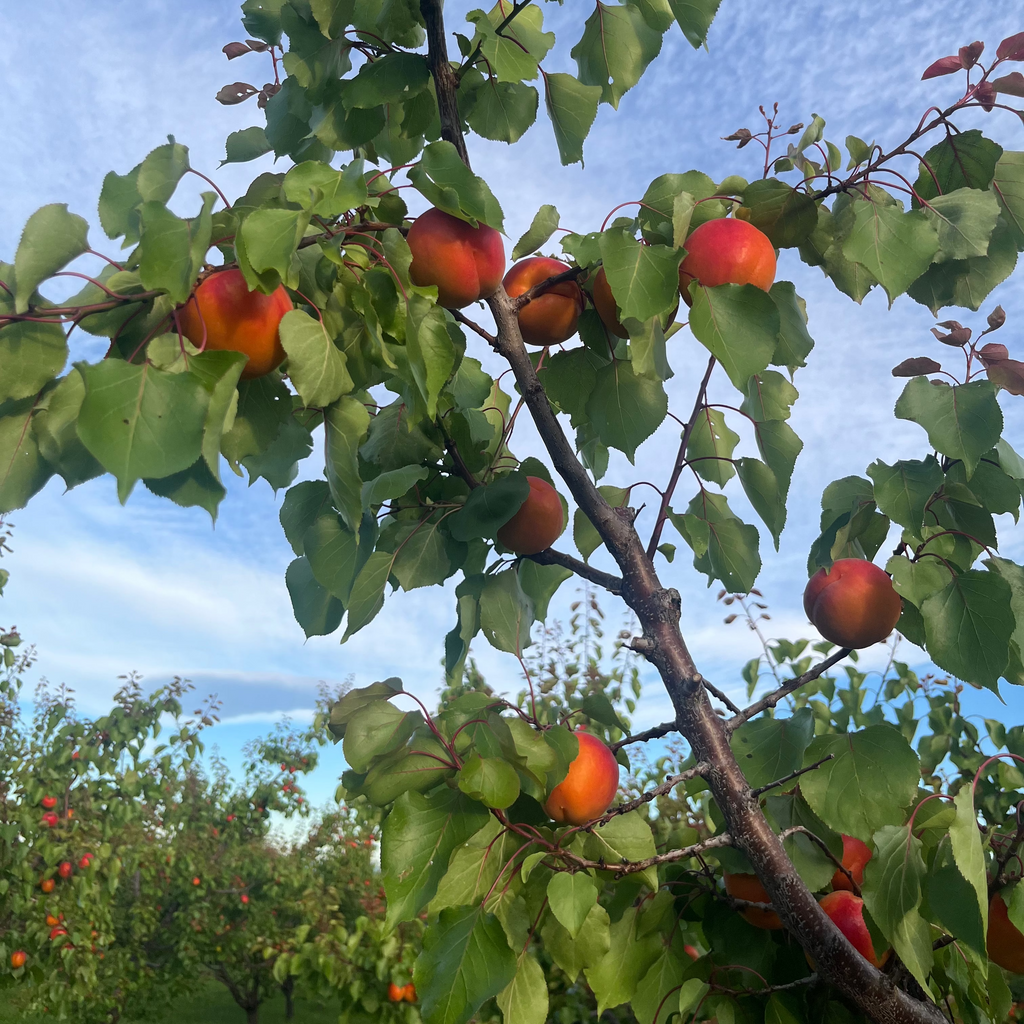 Organic Apricots (3 lb. Clamshell) Sold Out for 2026
