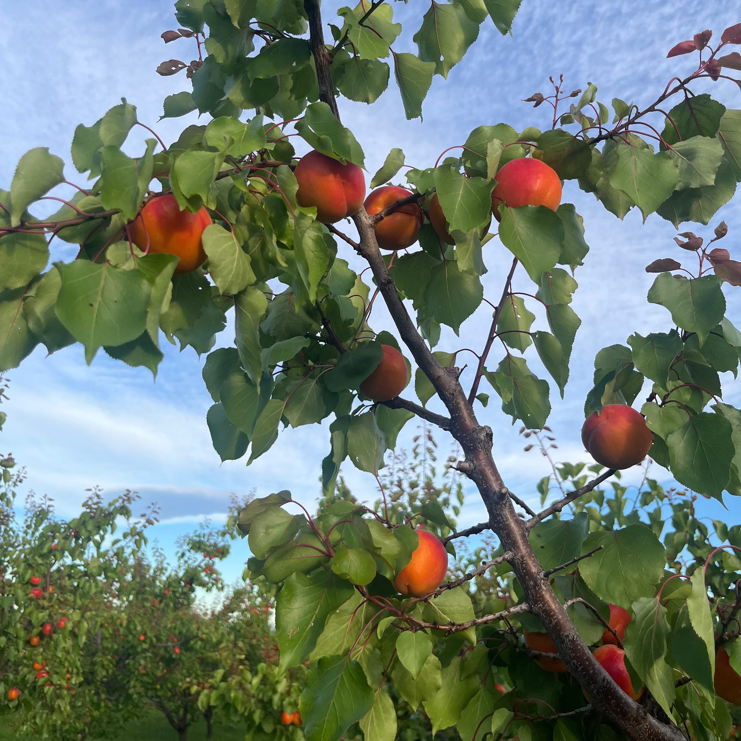 Organic Apricots (3 lb. Clamshell) Sold Out for 2026
