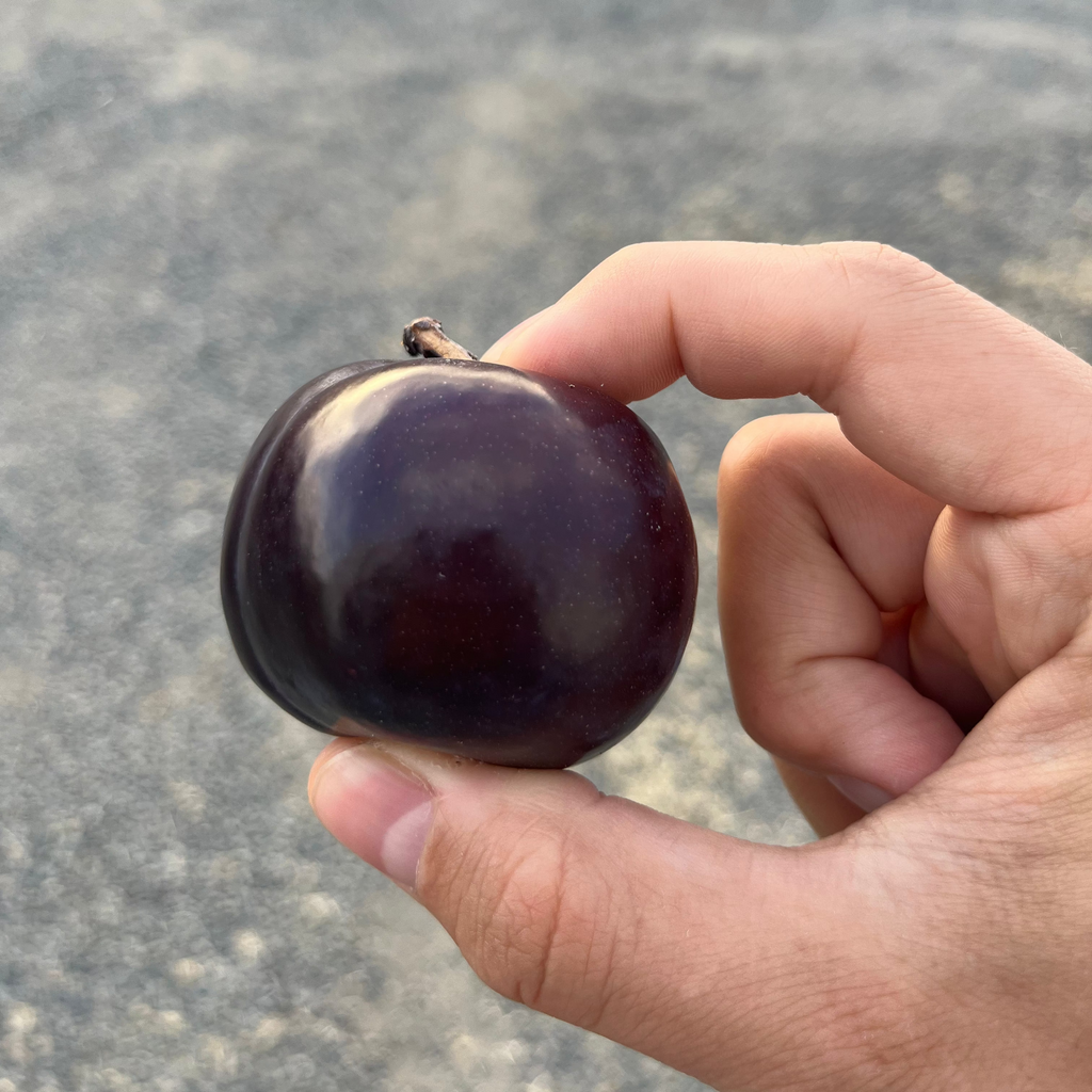 Organic Flavorosa Pluots *LIMITED QUANTITY* (3 lb. Clamshell)