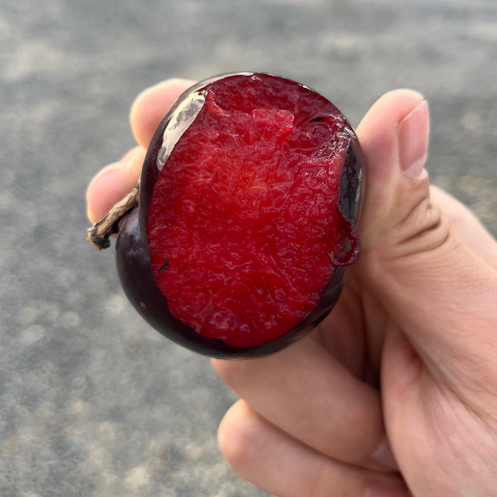 Organic Flavorosa Pluots *LIMITED QUANTITY* (3 lb. Clamshell)