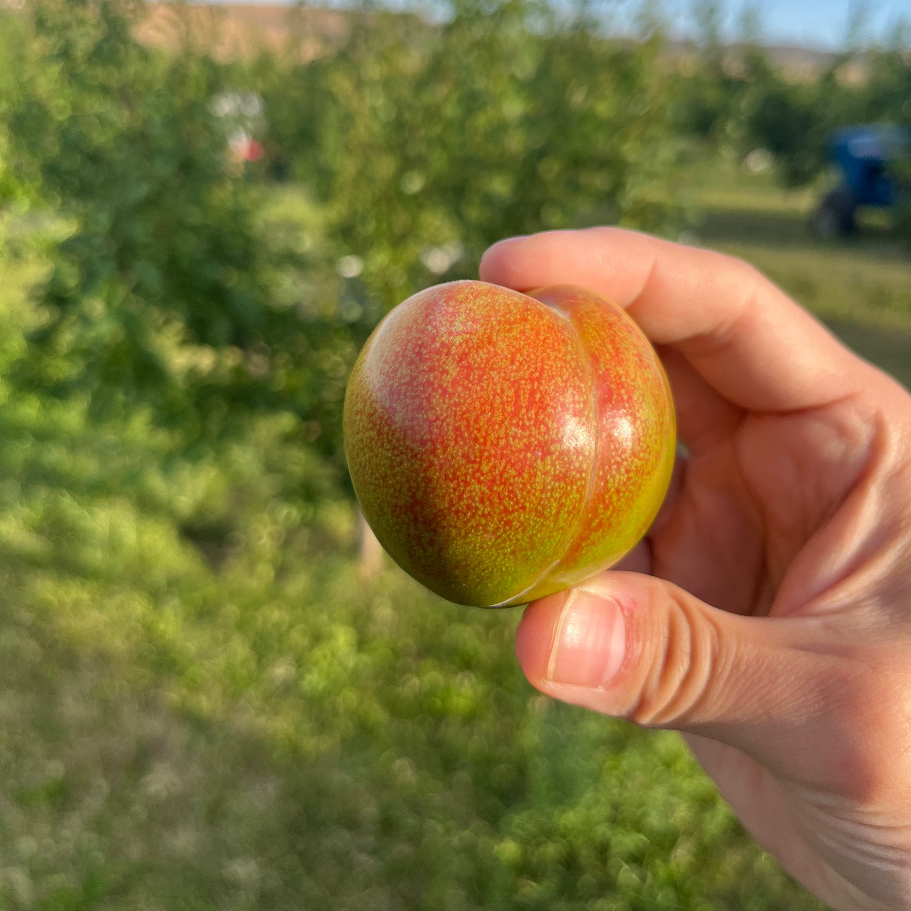 Organic Flavor Supreme Pluots (3 lb. Clamshell) Sold Out for 2026