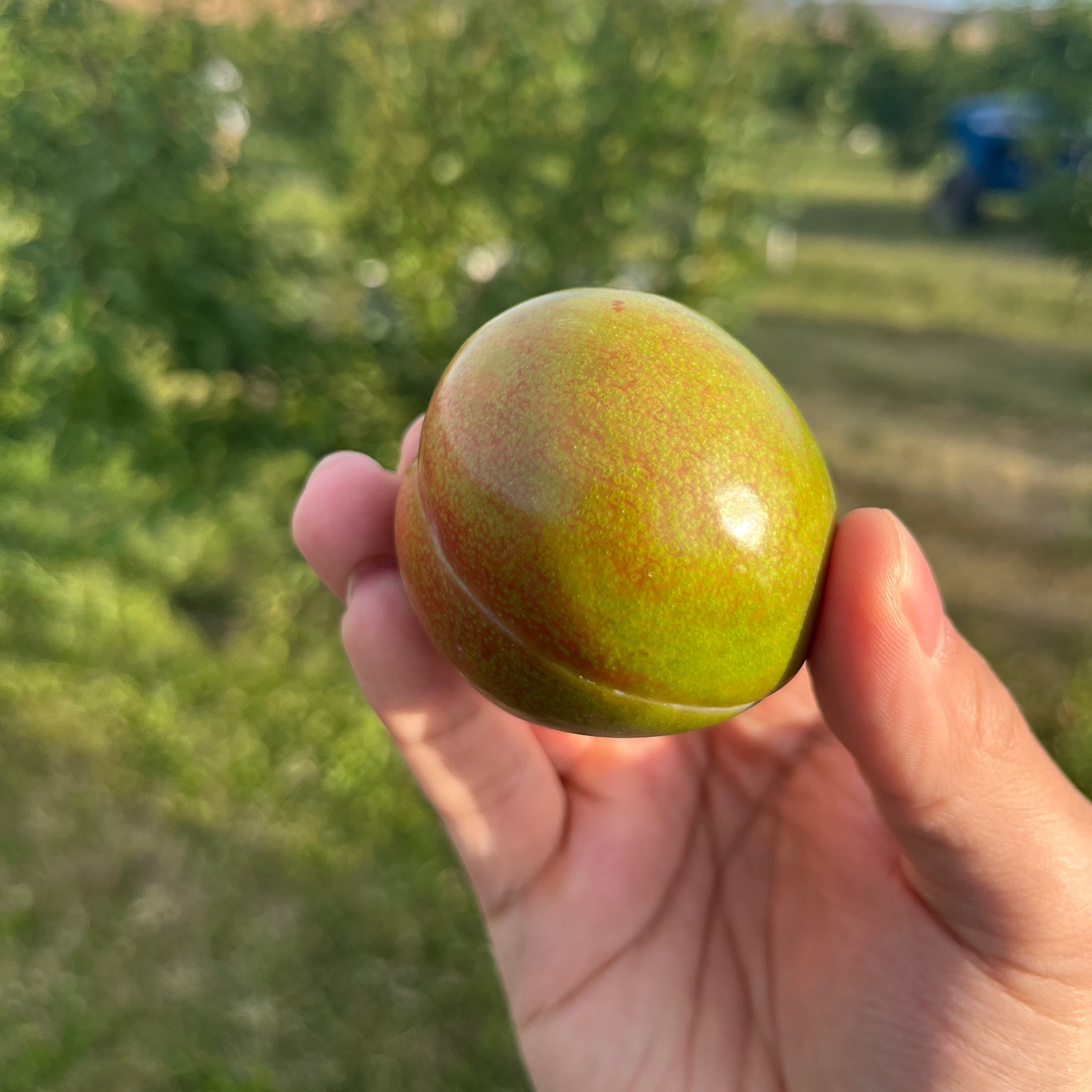 Organic Flavor Supreme Pluots (3 lb. Clamshell) Sold Out for 2026