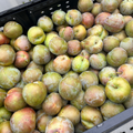 Organic Flavor Supreme Pluots (3 lb. Clamshell) Sold Out for 2026