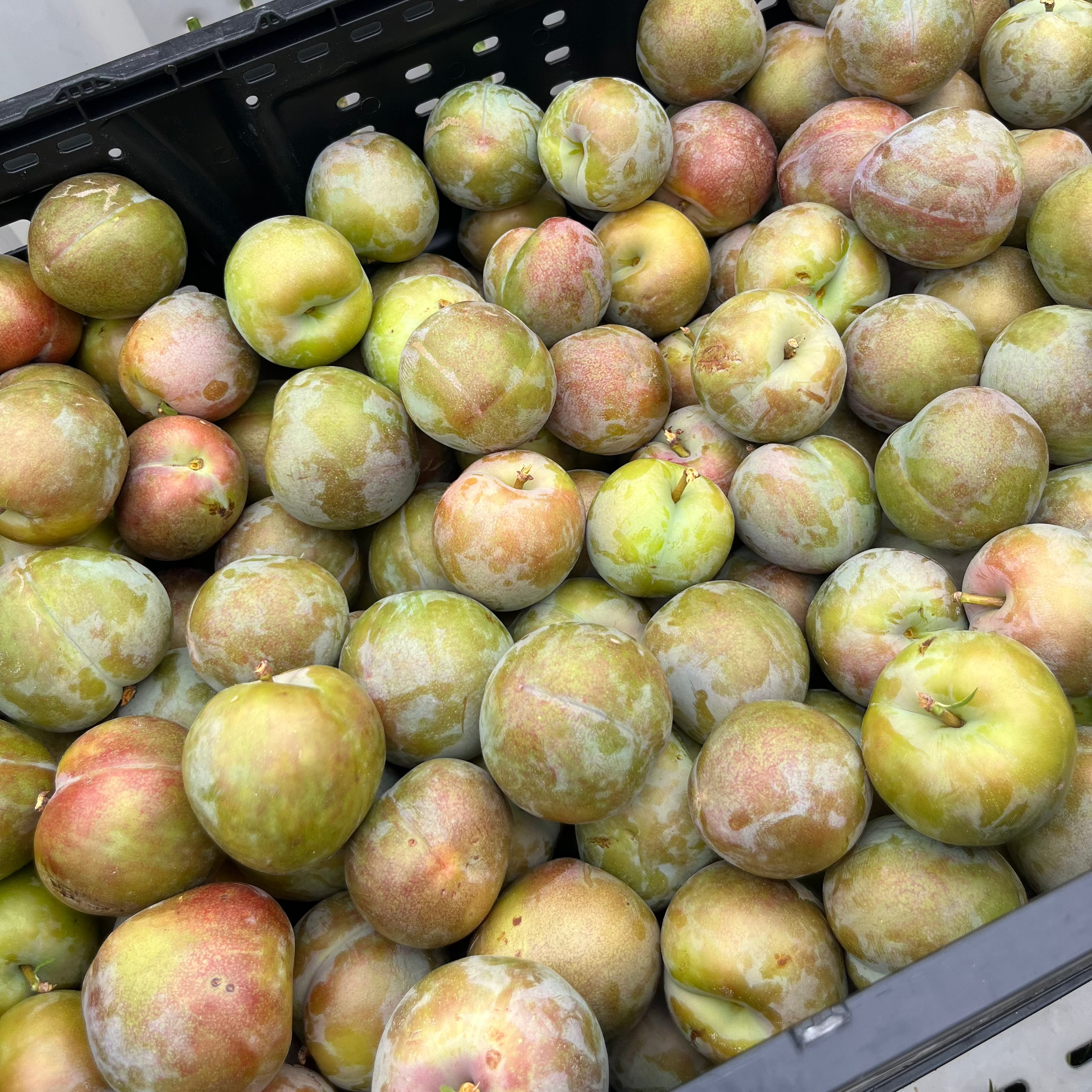 Organic Flavor Supreme Pluots (3 lb. Clamshell) Sold Out for 2026