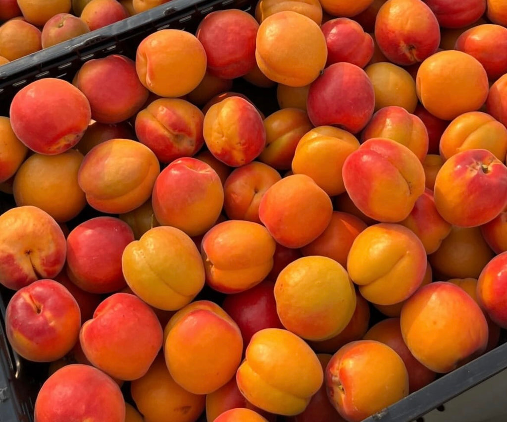Organic Apricots (3 lb. Clamshell)